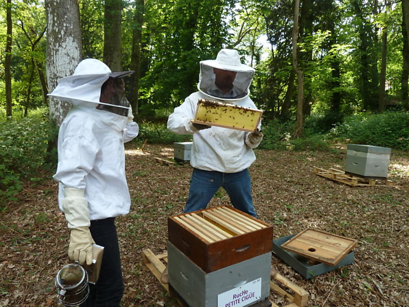 La ruche Petite ciguë