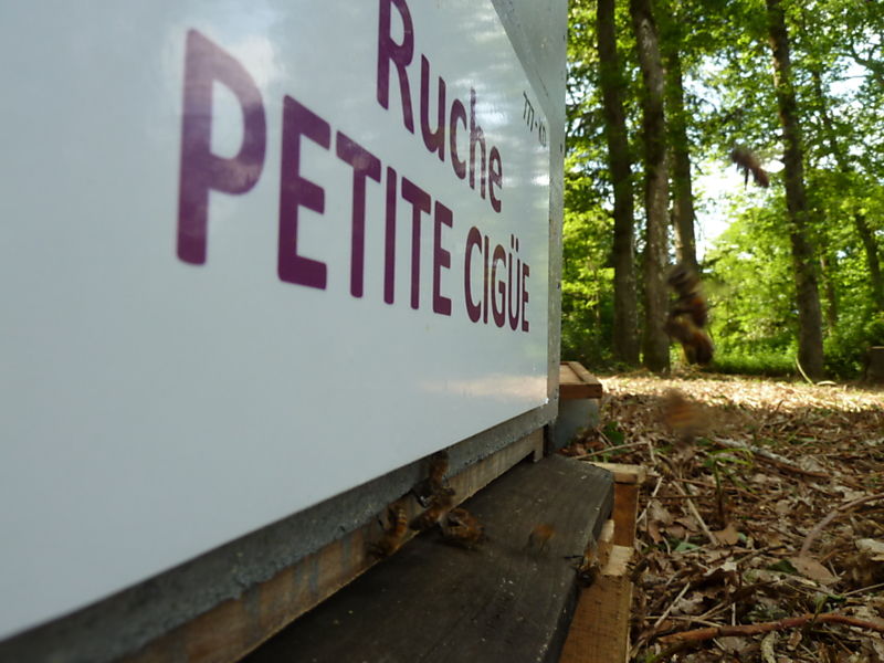 La ruche Petite ciguë