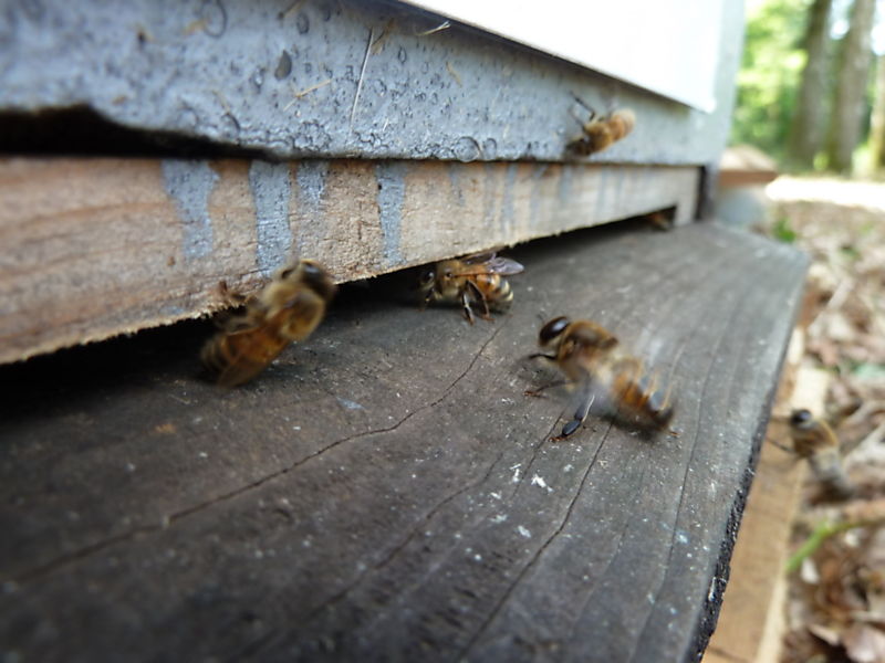 La ruche Petite ciguë