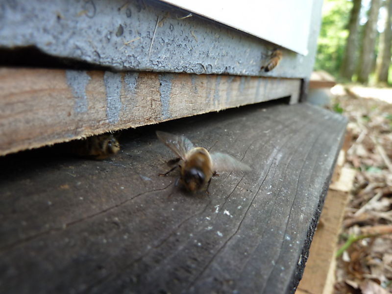 La ruche Petite ciguë