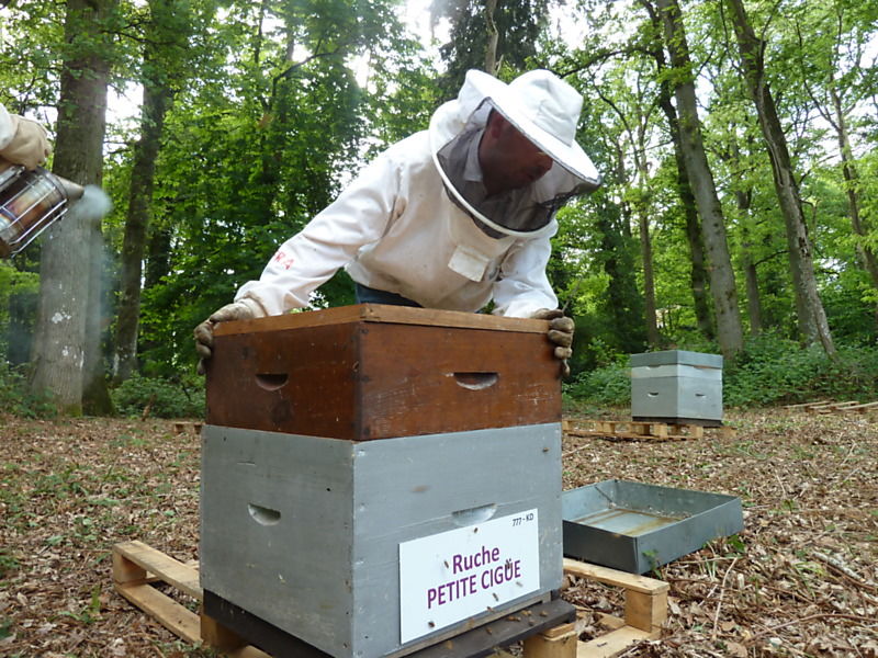 La ruche Petite ciguë