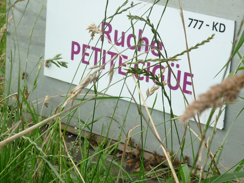 La ruche Petite ciguë