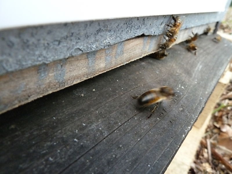 La ruche Petite ciguë