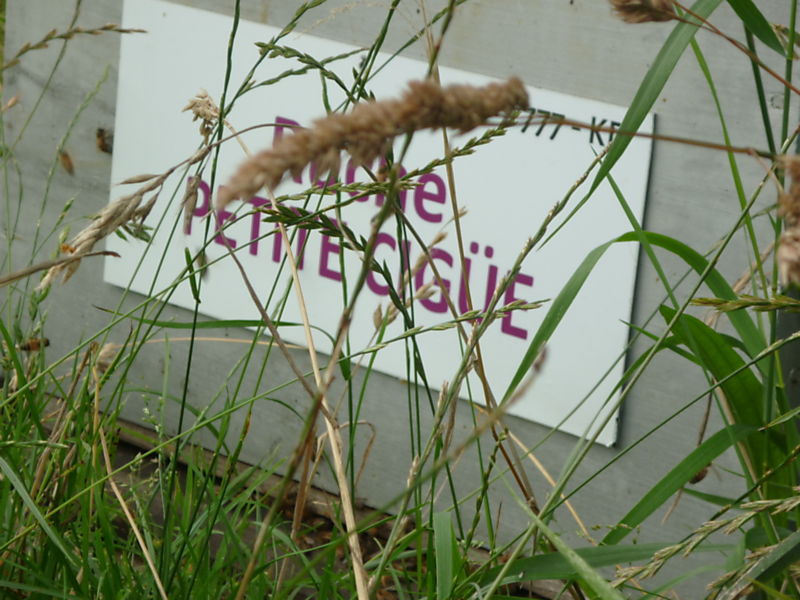 La ruche Petite ciguë