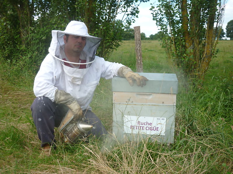 La ruche Petite ciguë