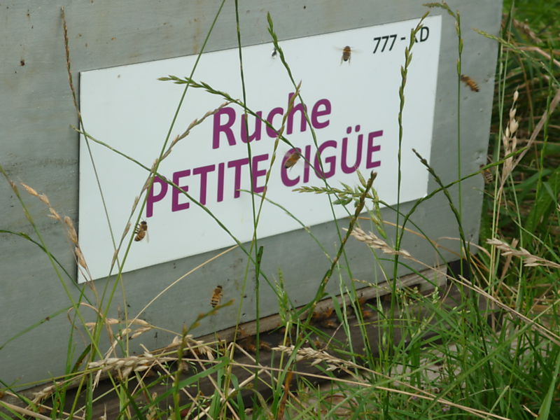 La ruche Petite ciguë