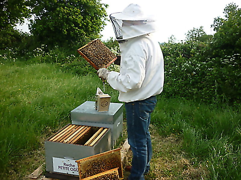 La ruche Petite ciguë