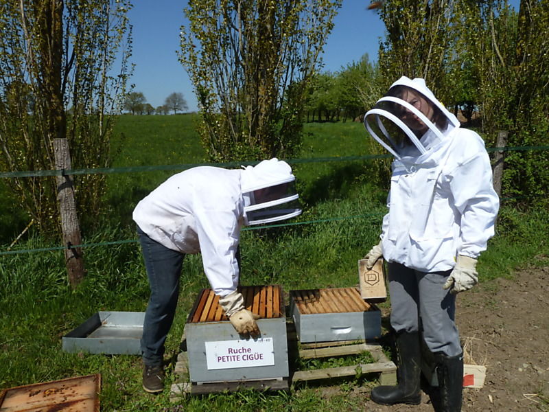 La ruche Petite ciguë