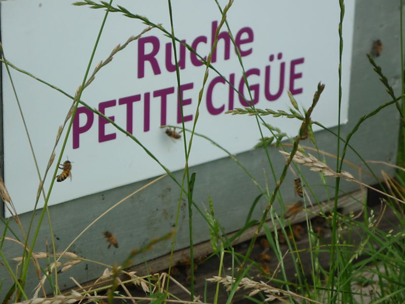 La ruche Petite ciguë