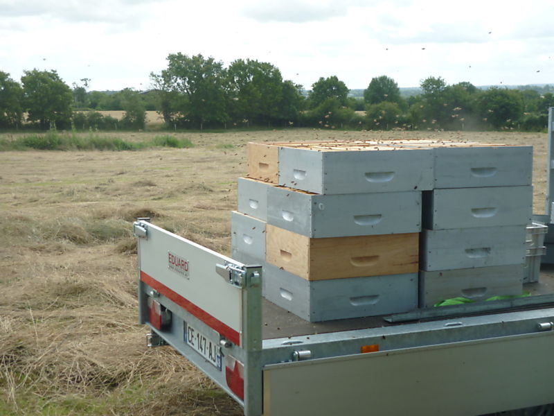 La ruche Petite ciguë