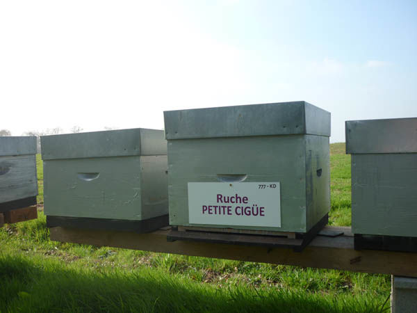 La ruche Petite ciguë