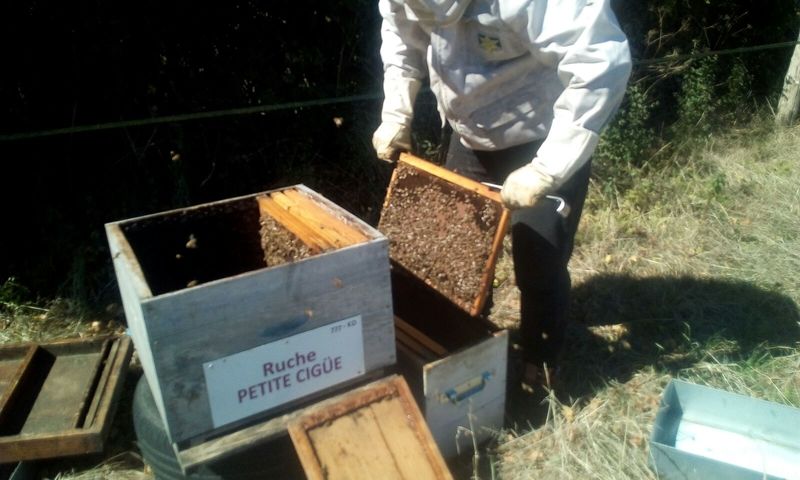 La ruche Petite ciguë