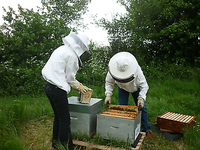 La ruche Petite ciguë