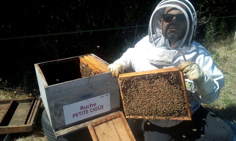 La ruche Petite ciguë