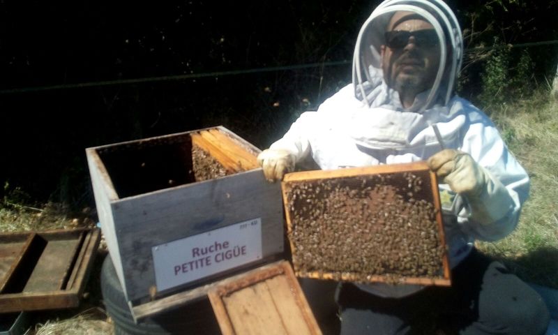 La ruche Petite ciguë