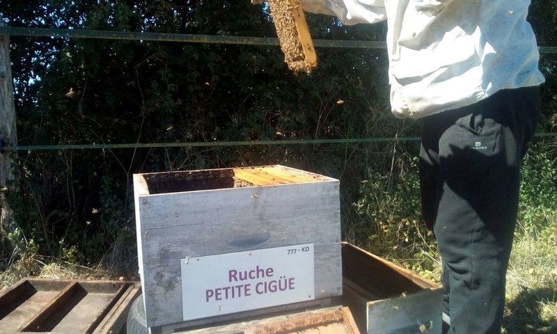 La ruche Petite ciguë