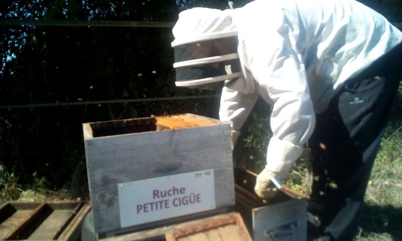 La ruche Petite ciguë