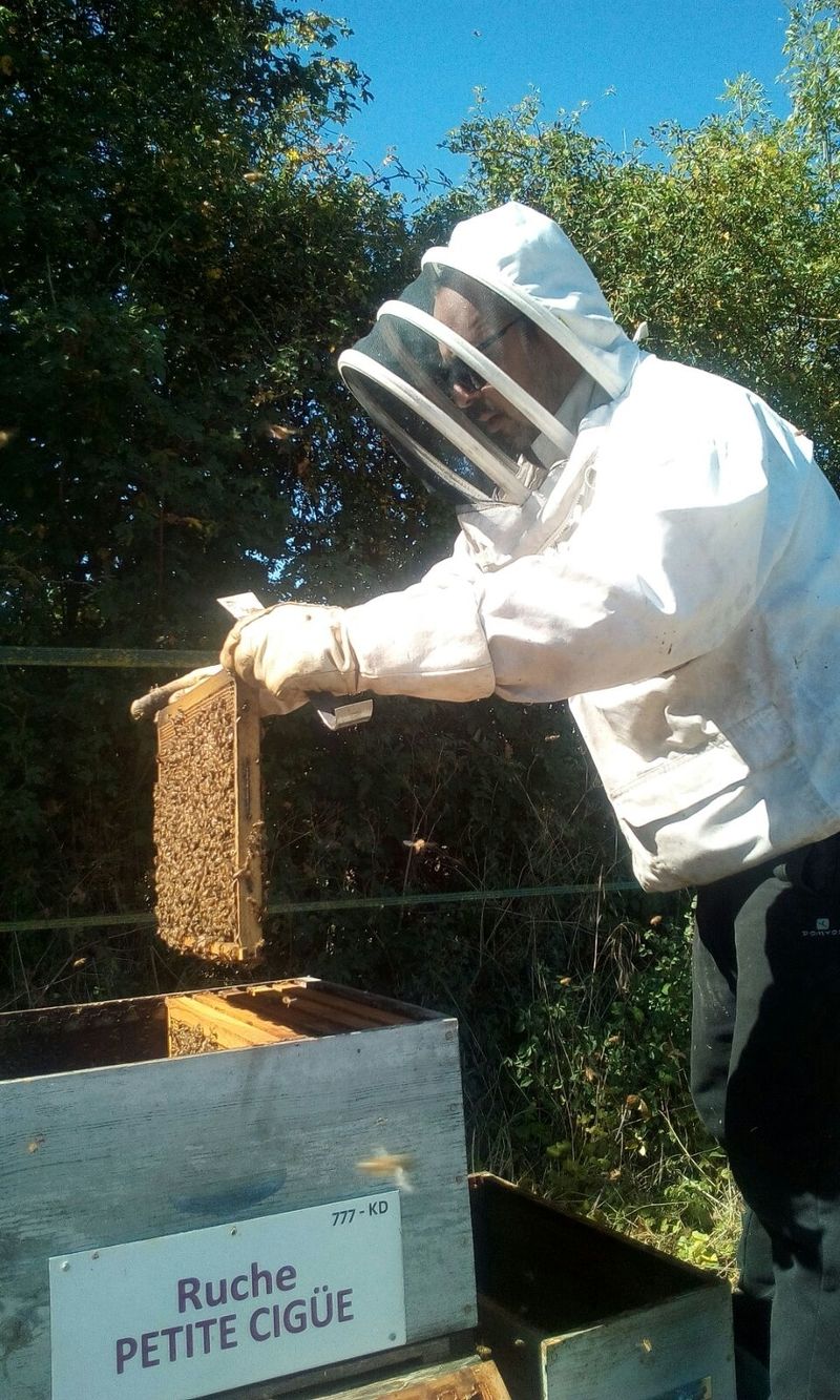 La ruche Petite ciguë