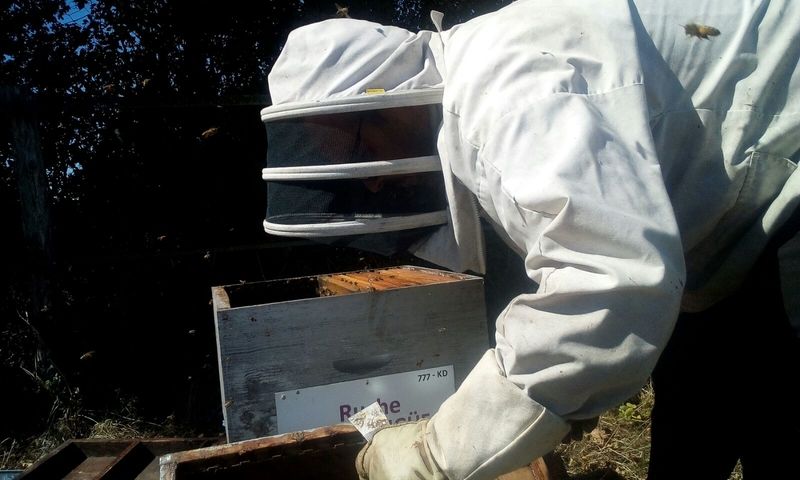 La ruche Petite ciguë