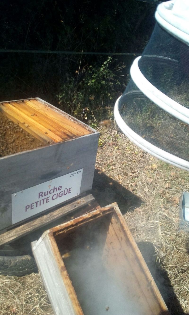 La ruche Petite ciguë