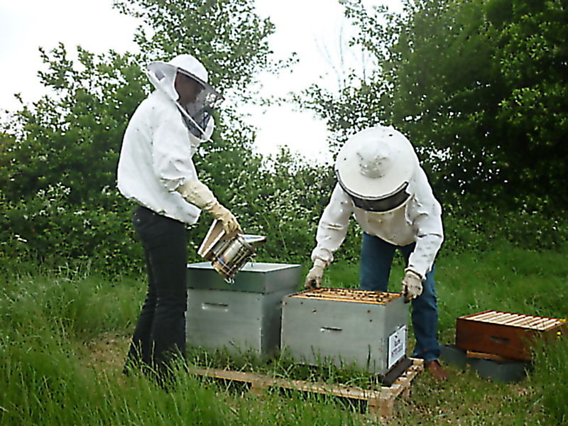 La ruche Petite ciguë