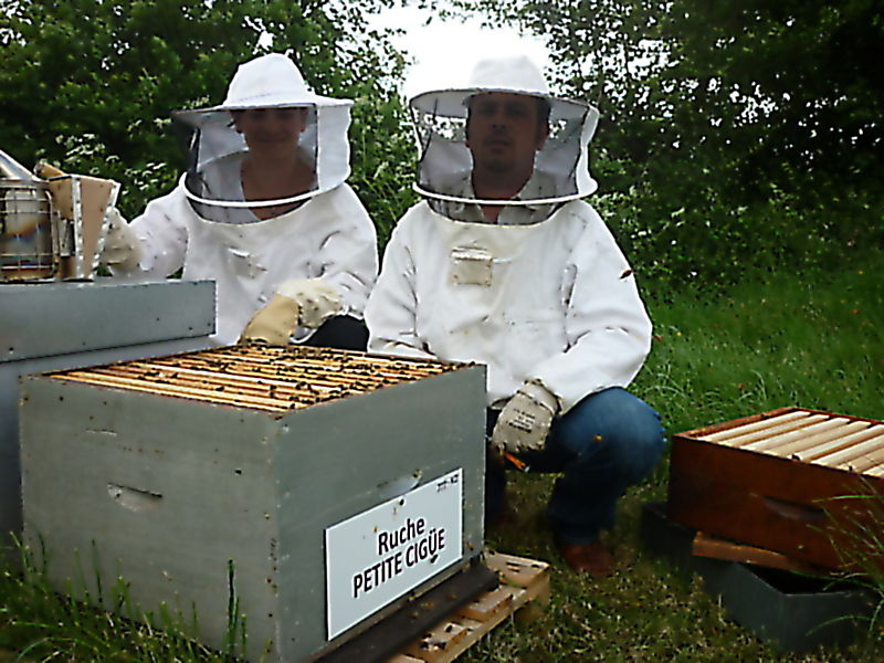 La ruche Petite ciguë