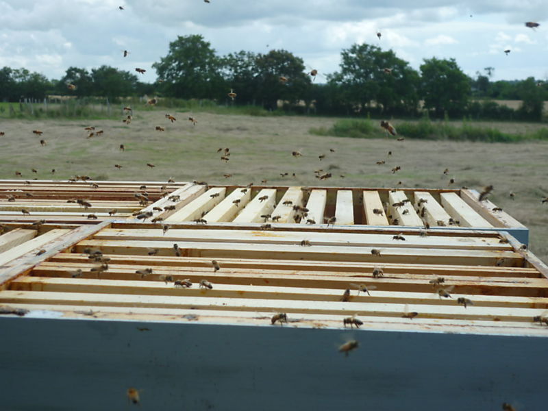 La ruche Petite ciguë