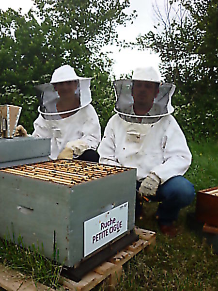 La ruche Petite ciguë