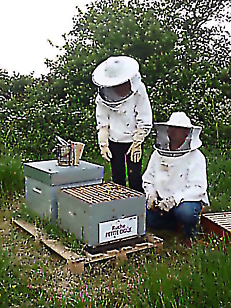 La ruche Petite ciguë