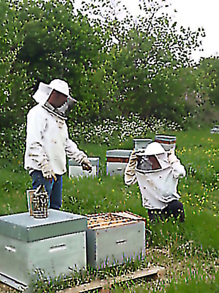 La ruche Petite ciguë