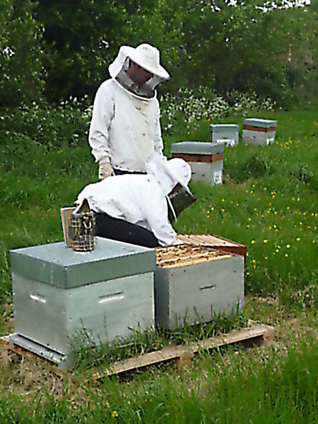 La ruche Petite ciguë
