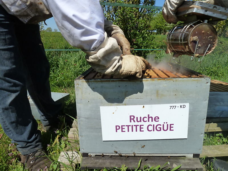 La ruche Petite ciguë