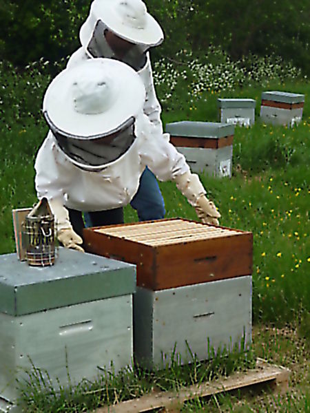 La ruche Petite ciguë