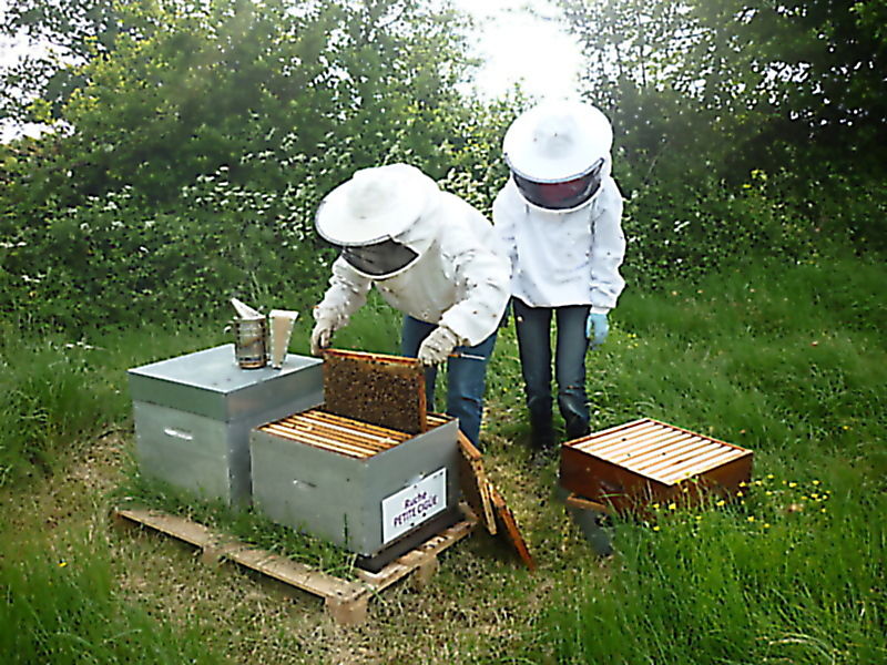La ruche Petite ciguë