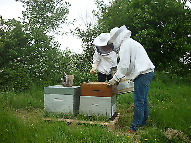La ruche Petite ciguë