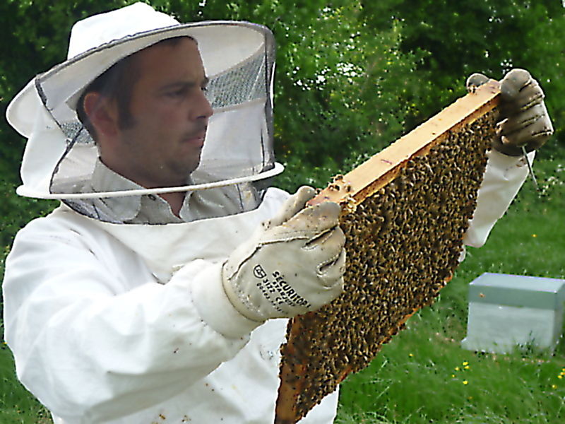 La ruche Petite ciguë