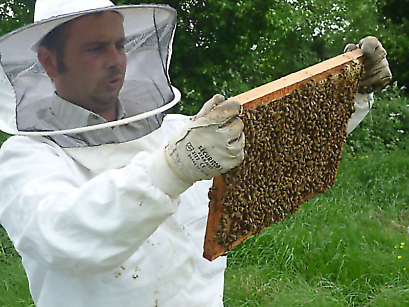 La ruche Petite ciguë