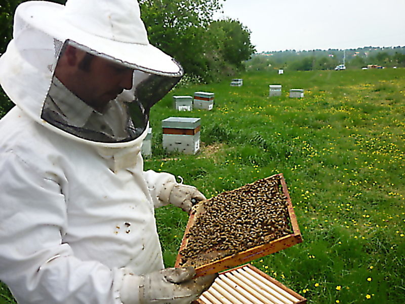 La ruche Petite ciguë