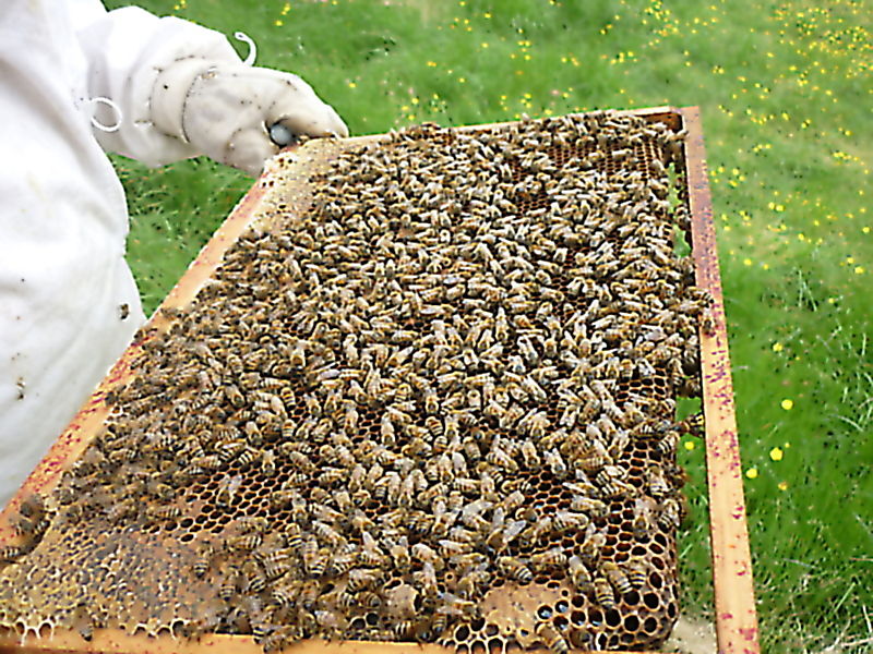 La ruche Petite ciguë