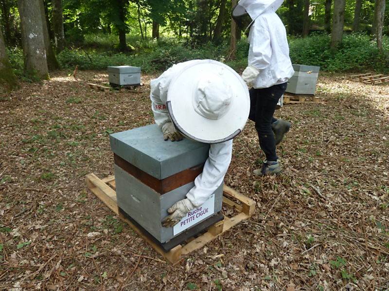La ruche Petite ciguë