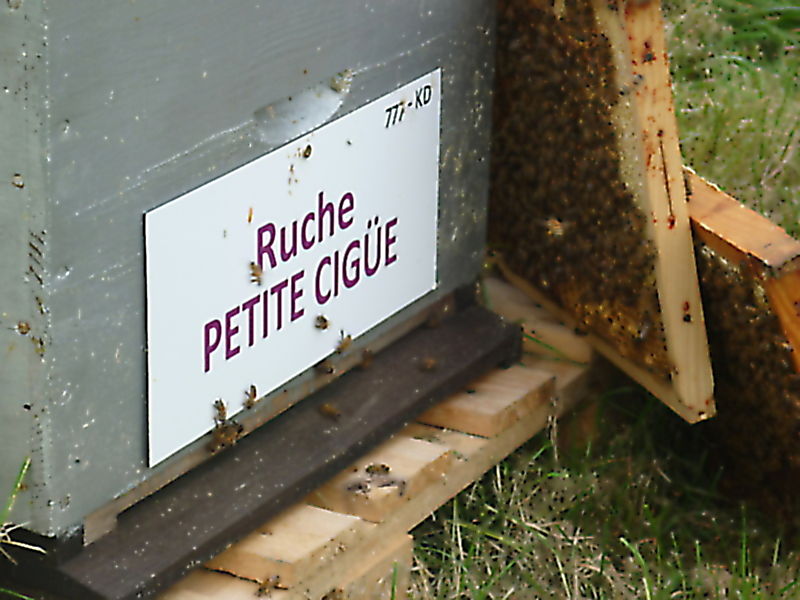La ruche Petite ciguë