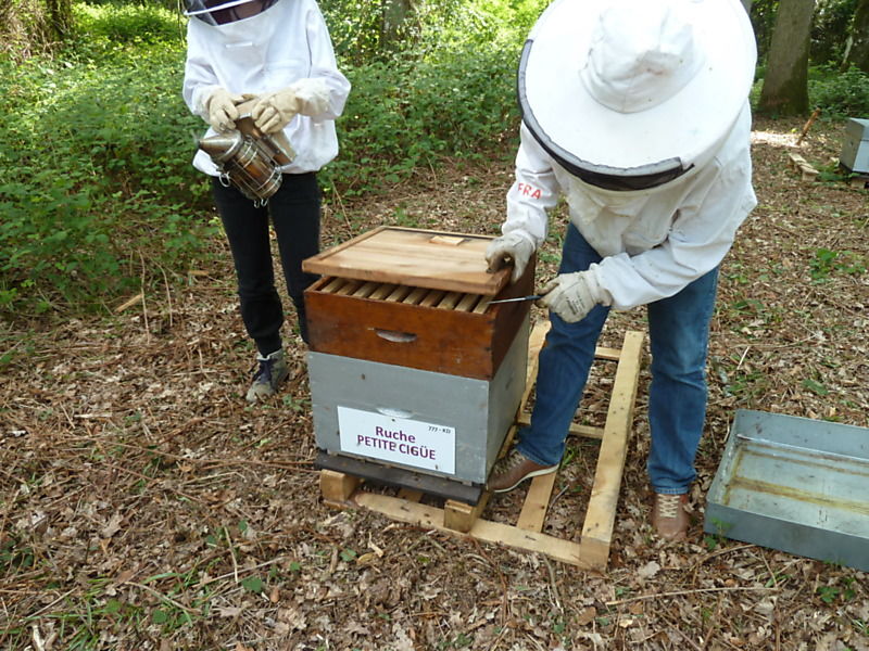 La ruche Petite ciguë