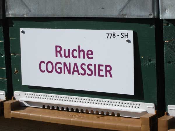 La ruche Cognassier