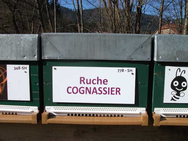La ruche Cognassier