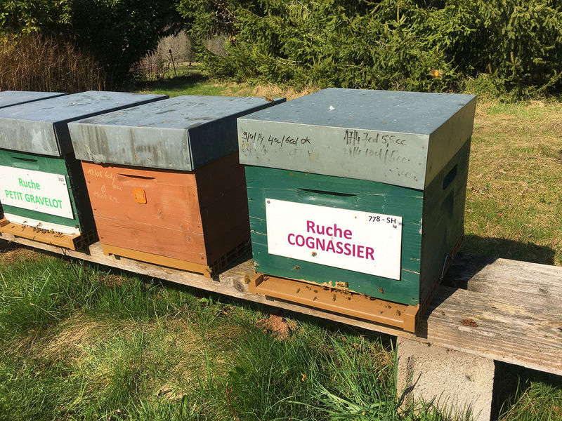 La ruche Cognassier