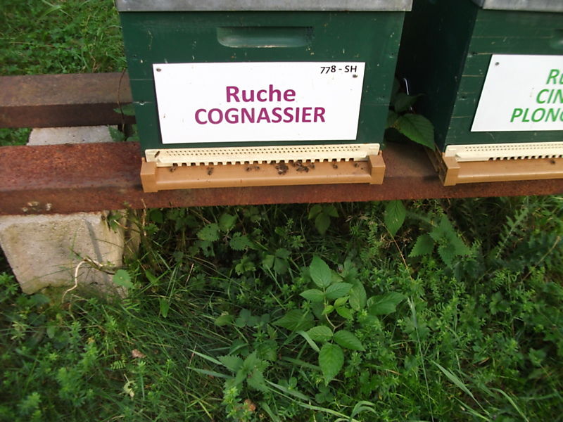 La ruche Cognassier