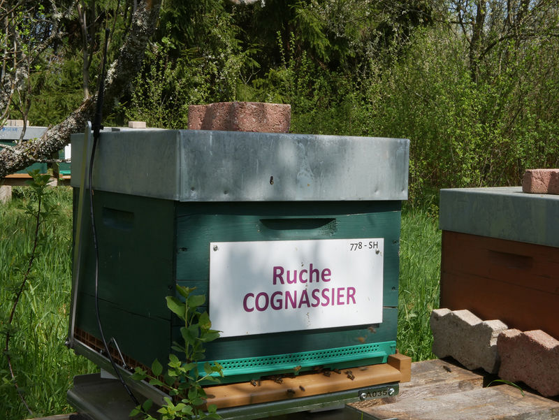 La ruche Cognassier