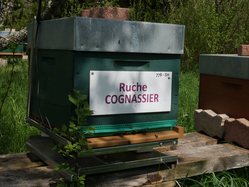 La ruche Cognassier