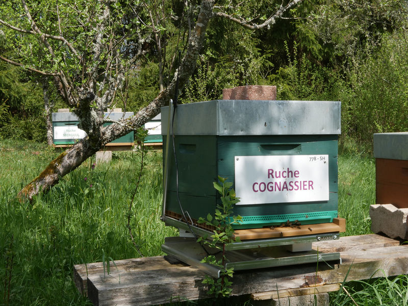 La ruche Cognassier