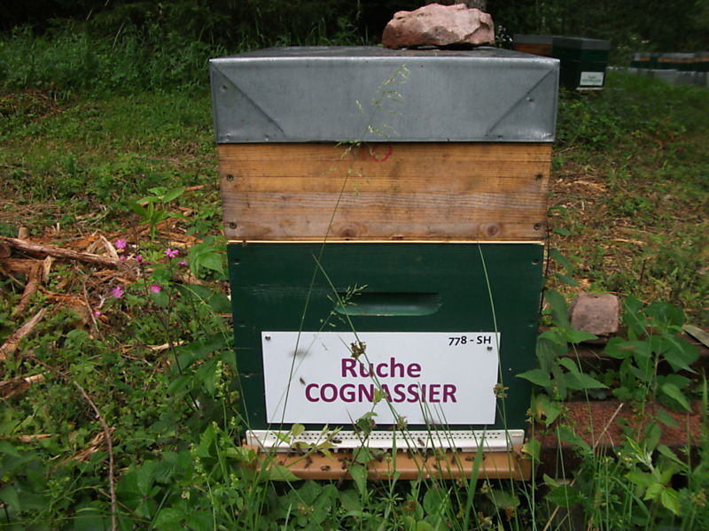 La ruche Cognassier